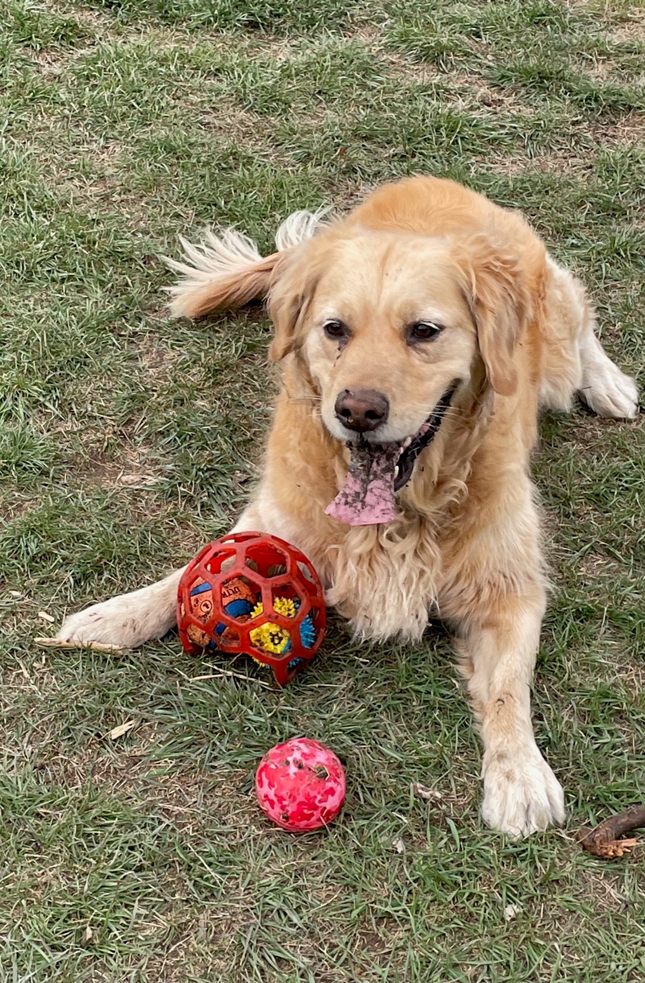 A Lets Go Dog playing with toys