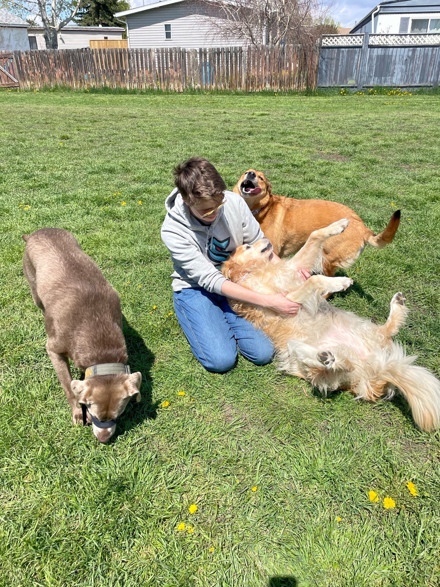 Lets Go Dogs getting belly rubs at the off leash park