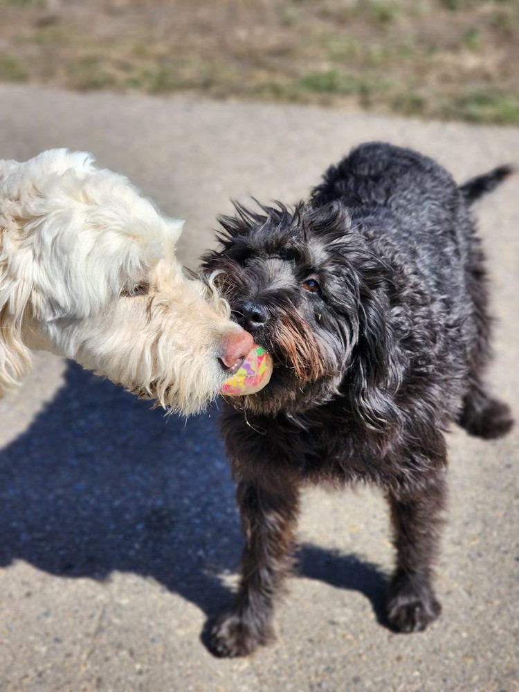 Two dogs playing with a toy while out for a walk